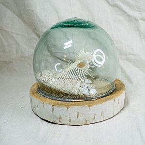 Venus Comb Murex Beach Dome Cloche Sand Shells In A Bottle Sea Decor 463